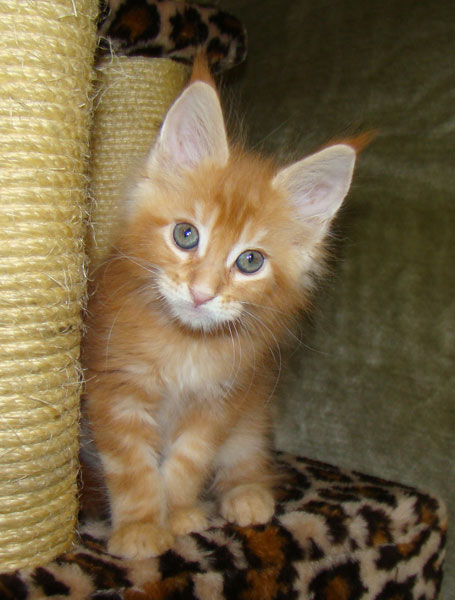     Catsvill County!   !    !       !!!    Catsvill County +7-926-544-74-09     .   ,   ,   ,    ,   ,  ,     ,   -,    ,   !